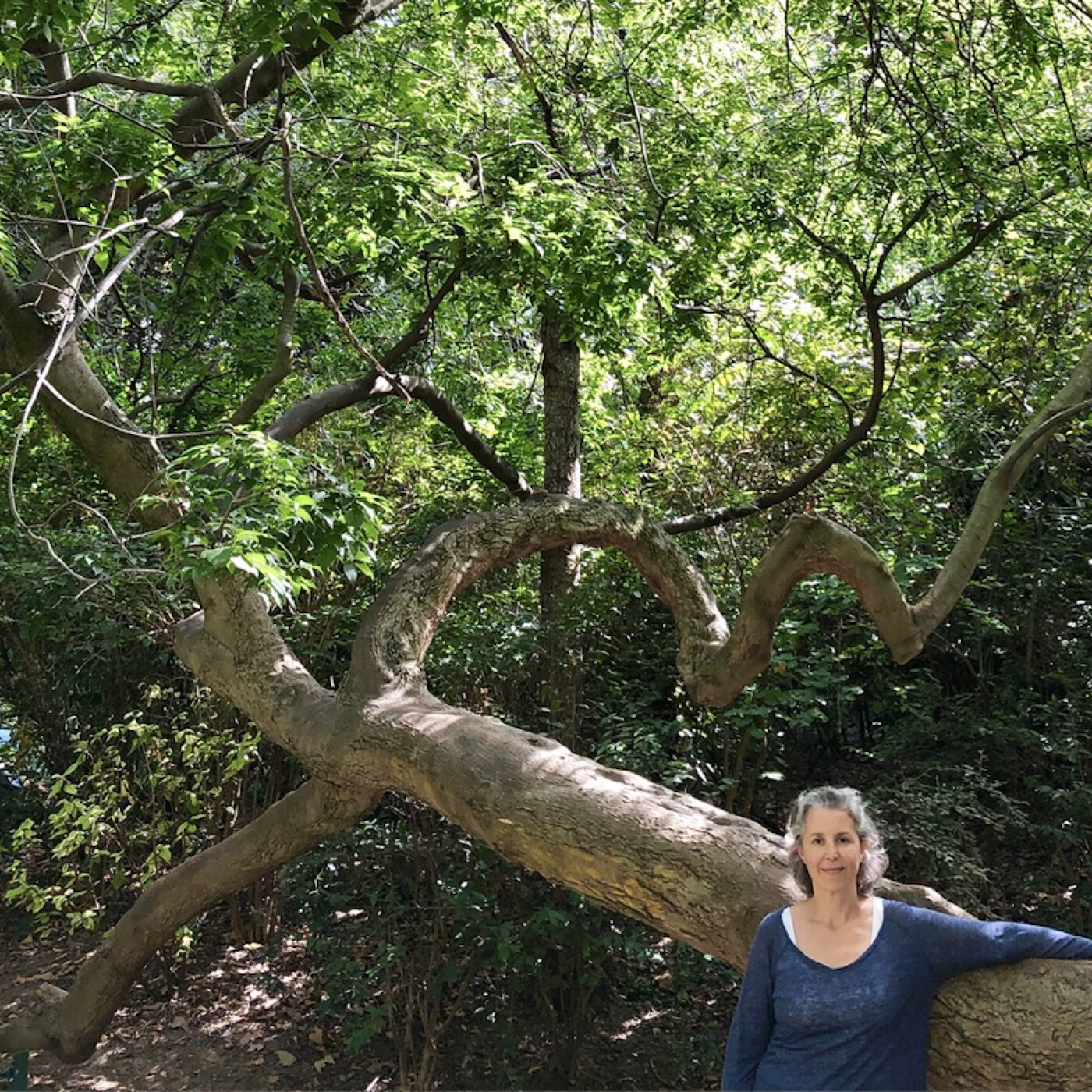 Tant qu\'il y aura des Arbres
