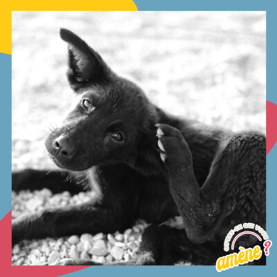 12 - Les cirques de puces : pourquoi nos animaux sont allergiques aux puces ? cover