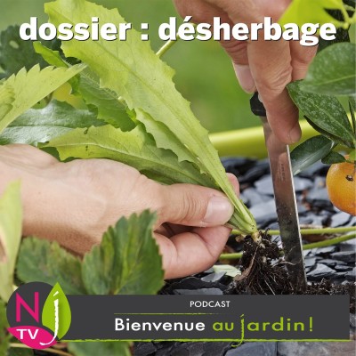 DOSSIER: DÉSHERBAGE, POURQUOI, COMMENT ? cover
