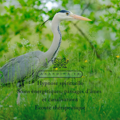 35.A Exploration : la symbolique du héron, apprendre à laisser faire, les missions de vie cover