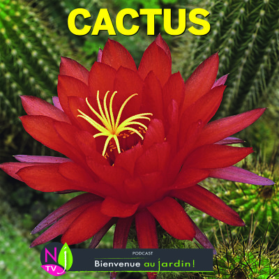 LE DOSSIER: DANS VOTRE VIE METTEZ DES CACTUS cover