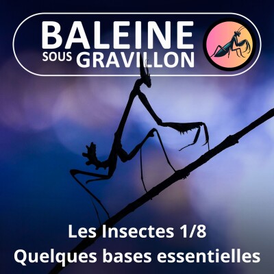 BEST OF D'ÉTÉ #29 Insectes : Quelques bases essentielles 1/2 (Ennaloel Mateo-Espada) cover