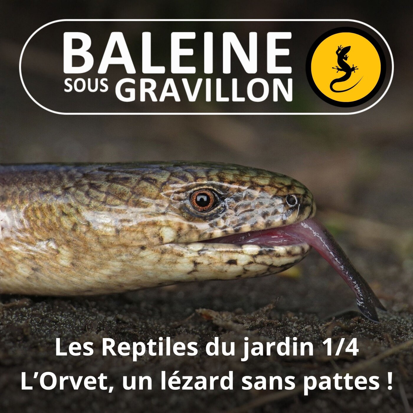 S05E05 Les Reptiles du jardin 1/4 : L'Orvet, un lézard sans pattes (Ludivine Delamare) episode artwork