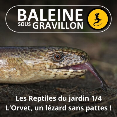 S05E05 Les Reptiles du jardin 1/4 : L'Orvet, un lézard sans pattes (Ludivine Delamare) cover