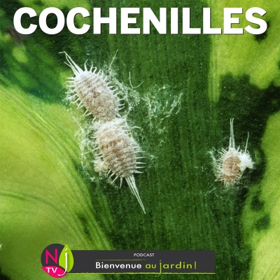 LE DOSSIER: COMMENT LUTTER CONTRE LES COCHENILLES cover