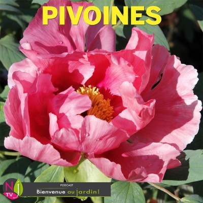 LE DOSSIER: LES PIVOINES, MERVEILLEUSES STARS DÉLICATES ET RAFFINÉES cover