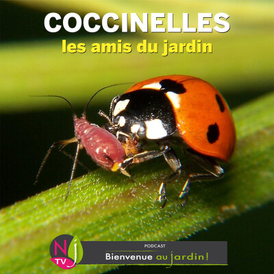 #81: LES AMIS DU JARDIN : COCCINELLES cover