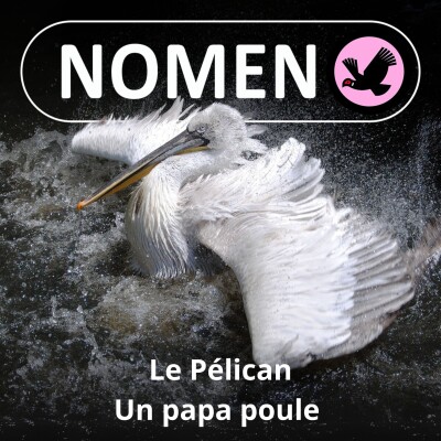 S02E42 L'affaire Pélican cover