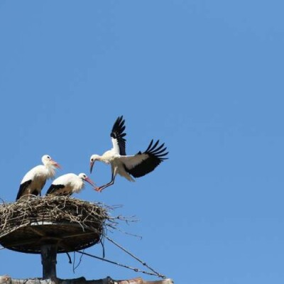 Vallée de Munster : Une riche programmation pour le Printemps des Cigognes cover