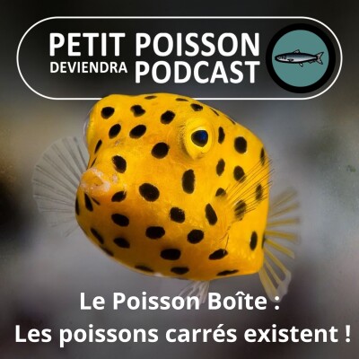 S06E06 Le Poisson-Boîte : Il y a donc bien des poissons carrés ! cover