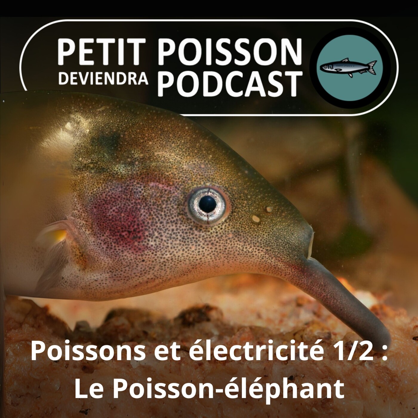 Petit Poisson deviendra Podcast