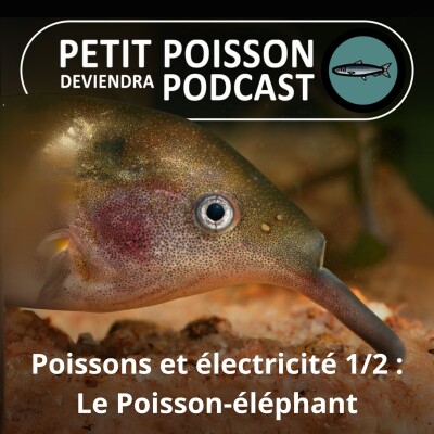 S01E38 Poissons et électricité 1/2 : L'extraordinaire Poisson-éléphant cover