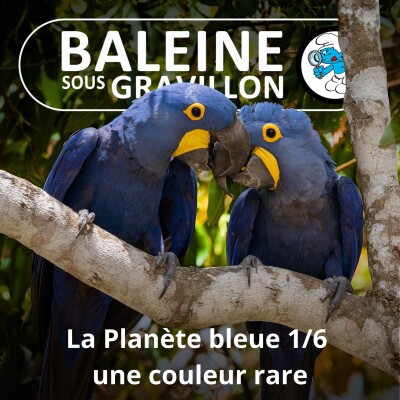 S07E82 La Planète bleue 1/6 : une couleur rare... donc précieuse cover