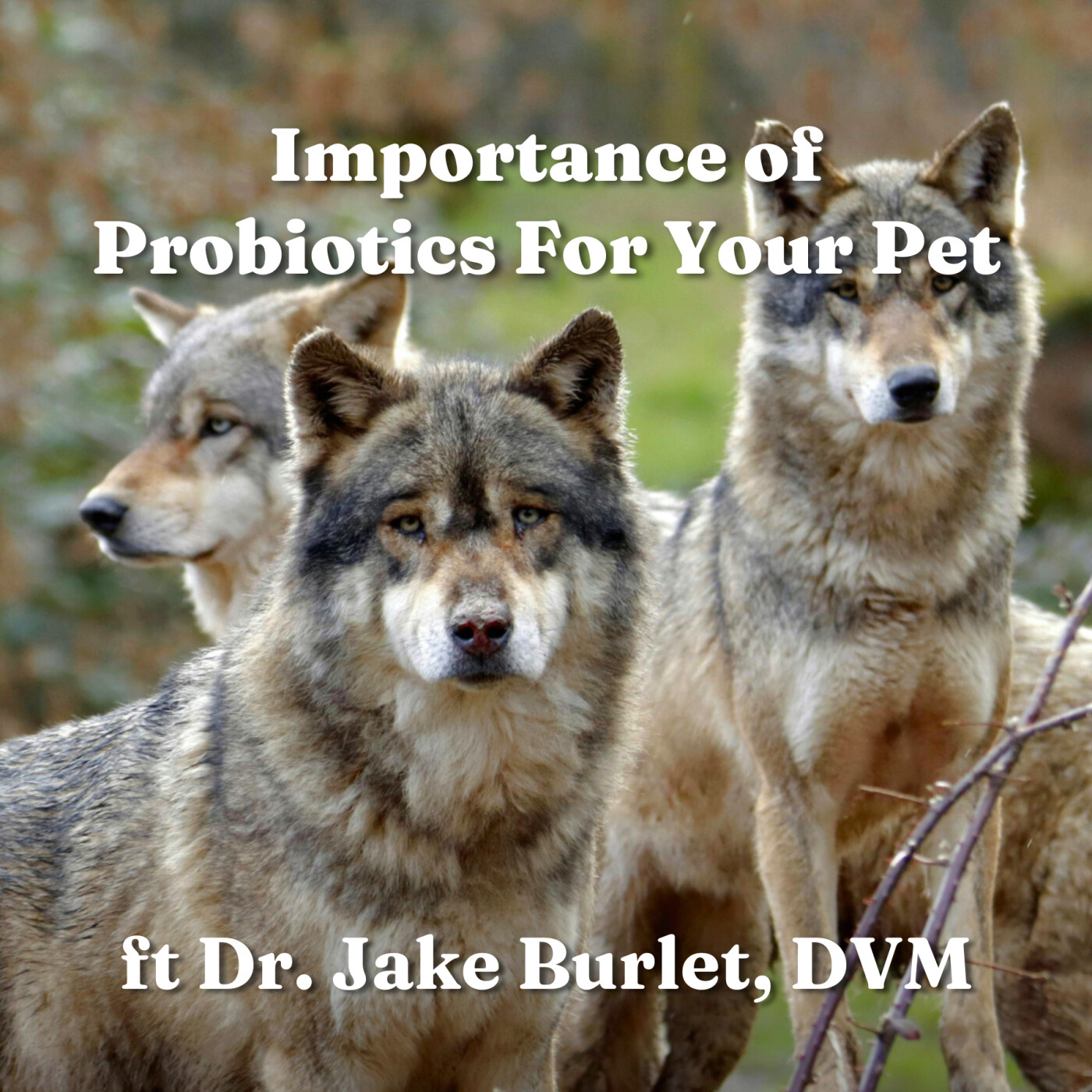 Importance of Probiotics For Your Pet ft Dr Jake Burlet DVM episode artwork