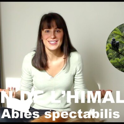 L'huile essentielle de Sapin de l'Himalaya - Abies spectabilis Force et lumière des pays du nord cover