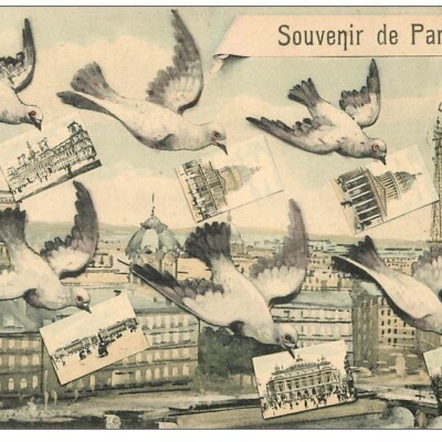 Brève : Le pigeon patriote cover