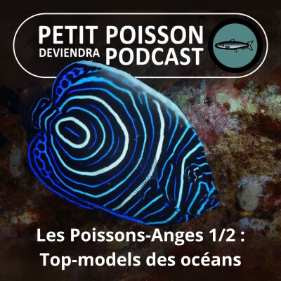 BEST OF D'ÉTÉ #19 : Les Poissons-Anges 1/2, les top-models des océans cover