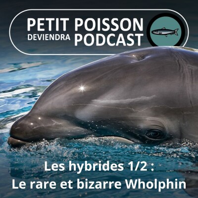 S01E12 Les Hybrides 1/2 : Du "Wholphin" au "Narluga", les étranges métissages du monde aquatique cover