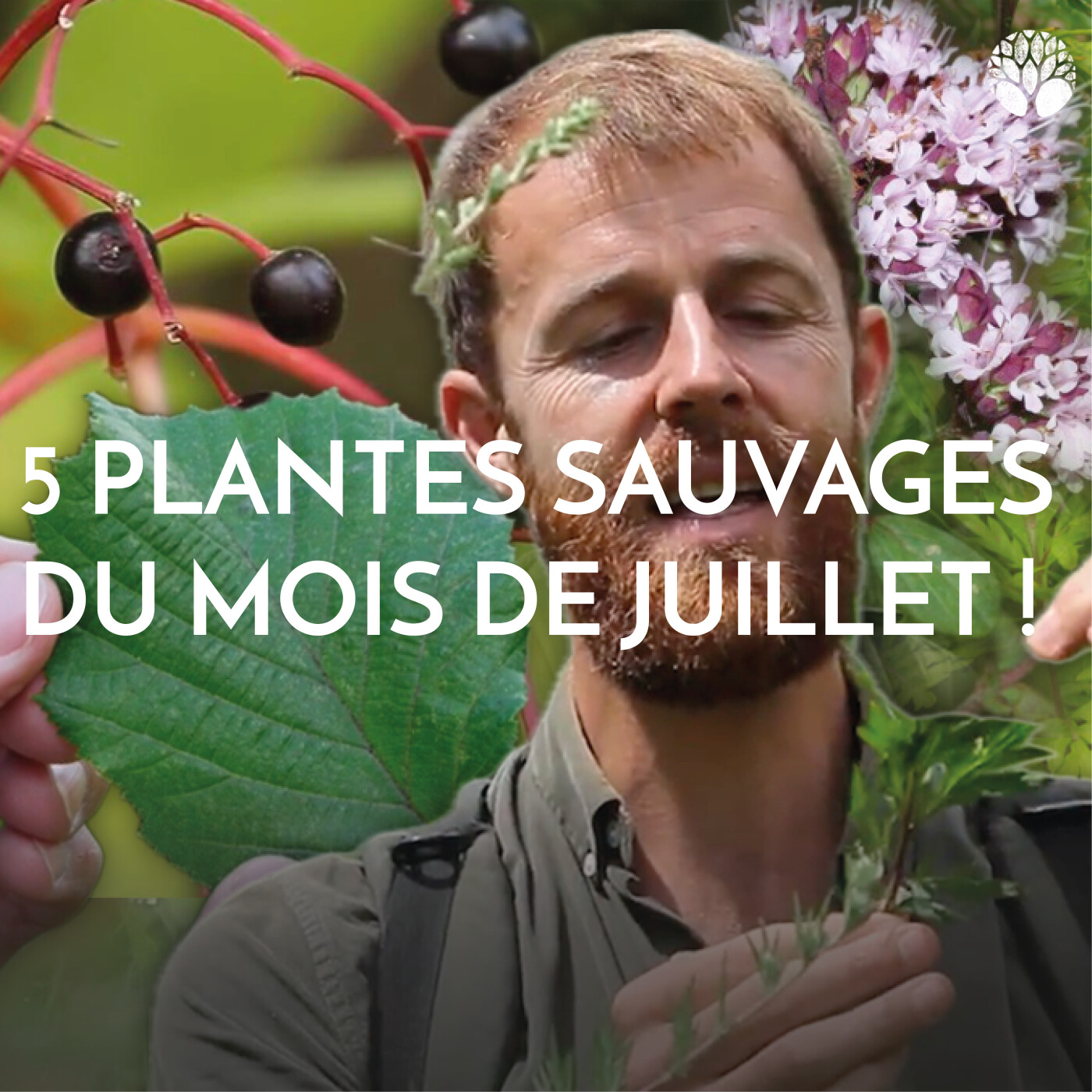 5 plantes sauvages à cueillir au mois de juillet episode artwork