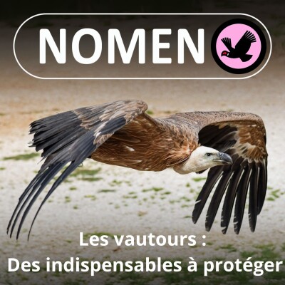 S03E22 Les Vautours : Du Condor des Andes au Palmiste végétarien, 23 espèces très différentes ! cover