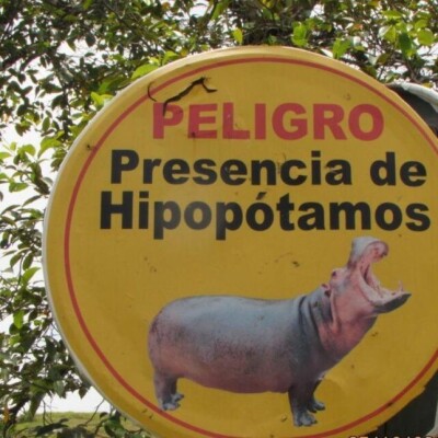 Endangered Animals in Colombia and Pablo Escobar cover