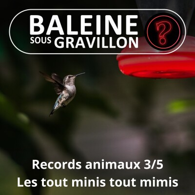 S07E146 Vous avez dit bizarre ? Records 3/5 : Les vertébrés les plus minis cover