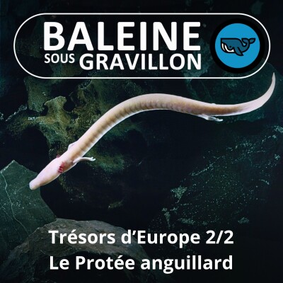 S05E04 Trésors d'Europe 2/2 : Le Protée, à l'origine de la légende des dragons cover