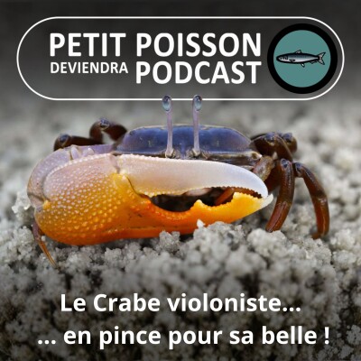 S06E01 Le Crabe violoniste : Une pince pour choper (séduire)... l'autre pour picorer (manger) cover