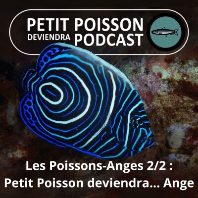 BEST OF D'ÉTÉ #20 : Les Poissons-Anges 2/2, petit Poisson deviendra ... Ange cover