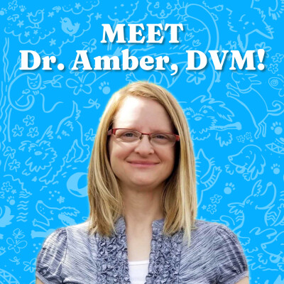 Meet Dr. Amber, DVM! cover