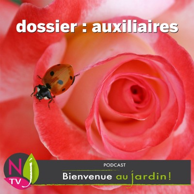 DOSSIER: COCCINELLES ET AUTRES AUXILIAIRES BIOLOGIQUES. cover
