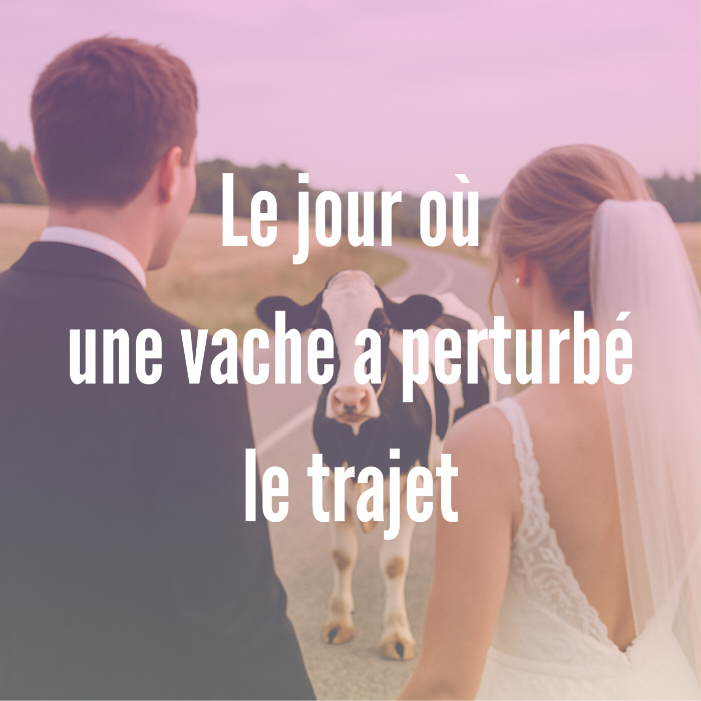 8- Le jour où une vache a perturbé le trajet 8- Le jour où une vache a perturbé le trajet