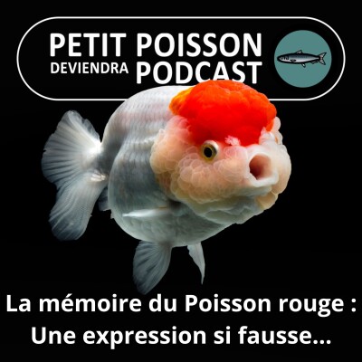 S01E34 La mémoire du Poisson rouge : une expression aux antipodes de la réalité... cover