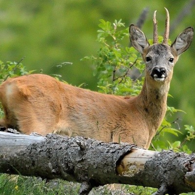 Pas-de-Calais : une randonnée au cœur du bois ! cover