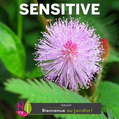 HISTOIRES BOTANIQUES: LA SENSITIVE, UNE TIMIDE PLANTE QUI BOUGE cover