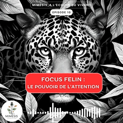 Focus Félin : le pouvoir de l'attention - Ep. 10 cover