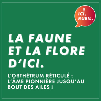 La Faune et la Flore d'Ici : L'orthétrum réticulé, l'âme pionnière jusqu'au bout des ailes cover