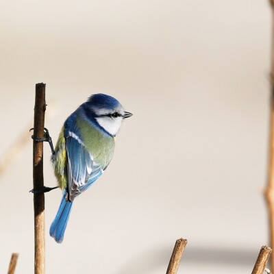 FIFO #37 : Quand le condor rencontre la Mésange (Lou-Anh, ex-bénévole de BSG) cover