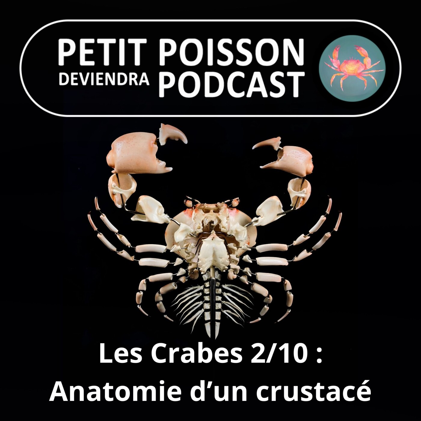 S04E32 Les Crabes : Anatomie d'un crustacé superstar