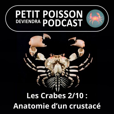 S04E32 Les Crabes : Anatomie d'un crustacé superstar cover