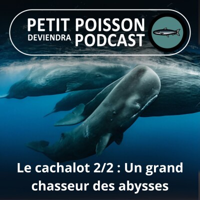 S03E32 Le cachalot 2/2 : Les secrets d'un chasseur des abysses (Bill François) cover