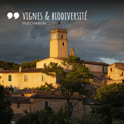 4 - Vignes et Biodiversité en Terrasses du Larzac - le village languedocien de Puéchabon cover