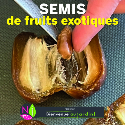 PAROLES D'EXPERTS: SEMIS DE FRUITS EXOTIQUES cover
