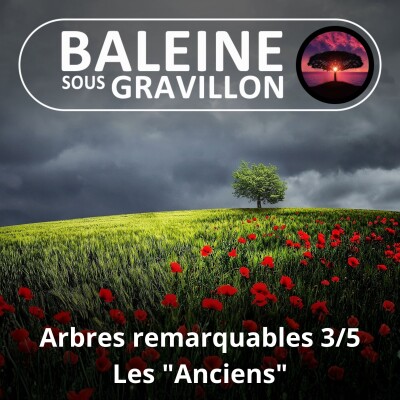 S05E63 Arbres remarquables 3/5 : Les "Vénérables", les plus anciens cover
