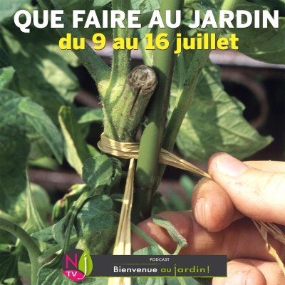 QUE FAIRE DANS LE JARDIN DU 9 AU 16 JUILLET ? cover