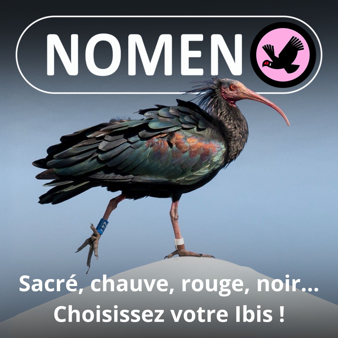 Nomen
