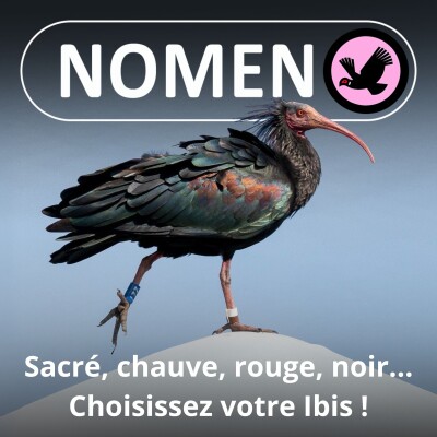 S04E14 Sacré, chauve, plomb, noir, rouge, blanc, nippon... Choisissez votre Ibis ! cover