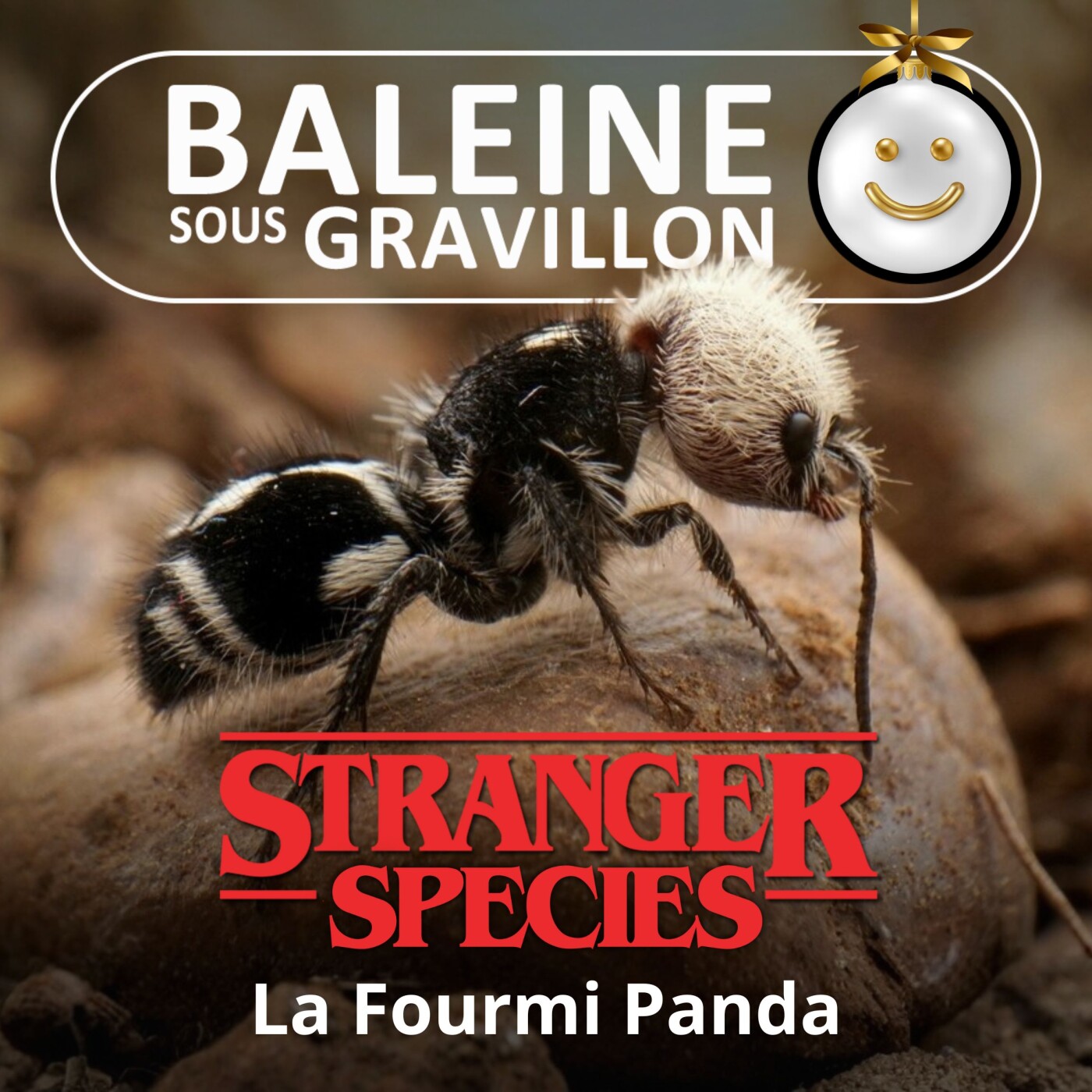 STRANGER SPECIES 3/12 : La Fourmi Panda... est en fait une guêpe sans ailes !