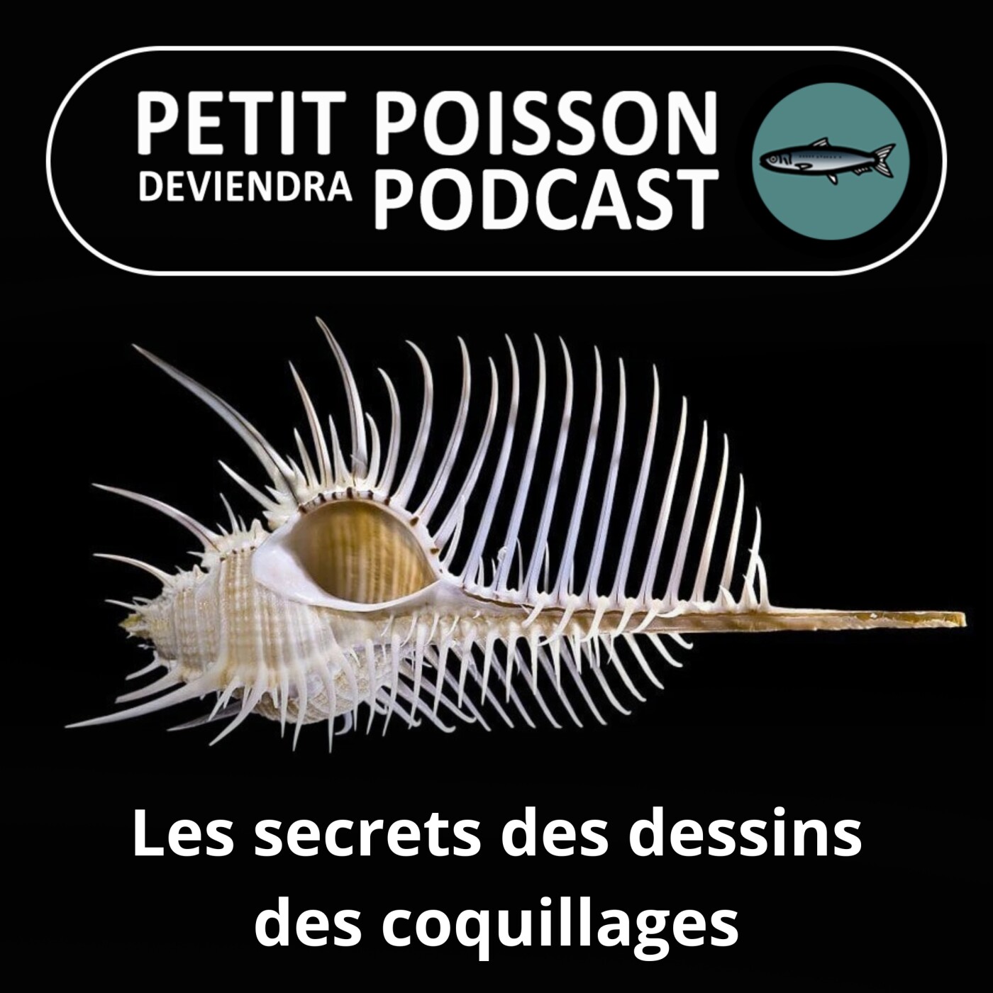 S03E43 Déchiffrer les secrets des dessins des coquillages... (Bill François) episode artwork