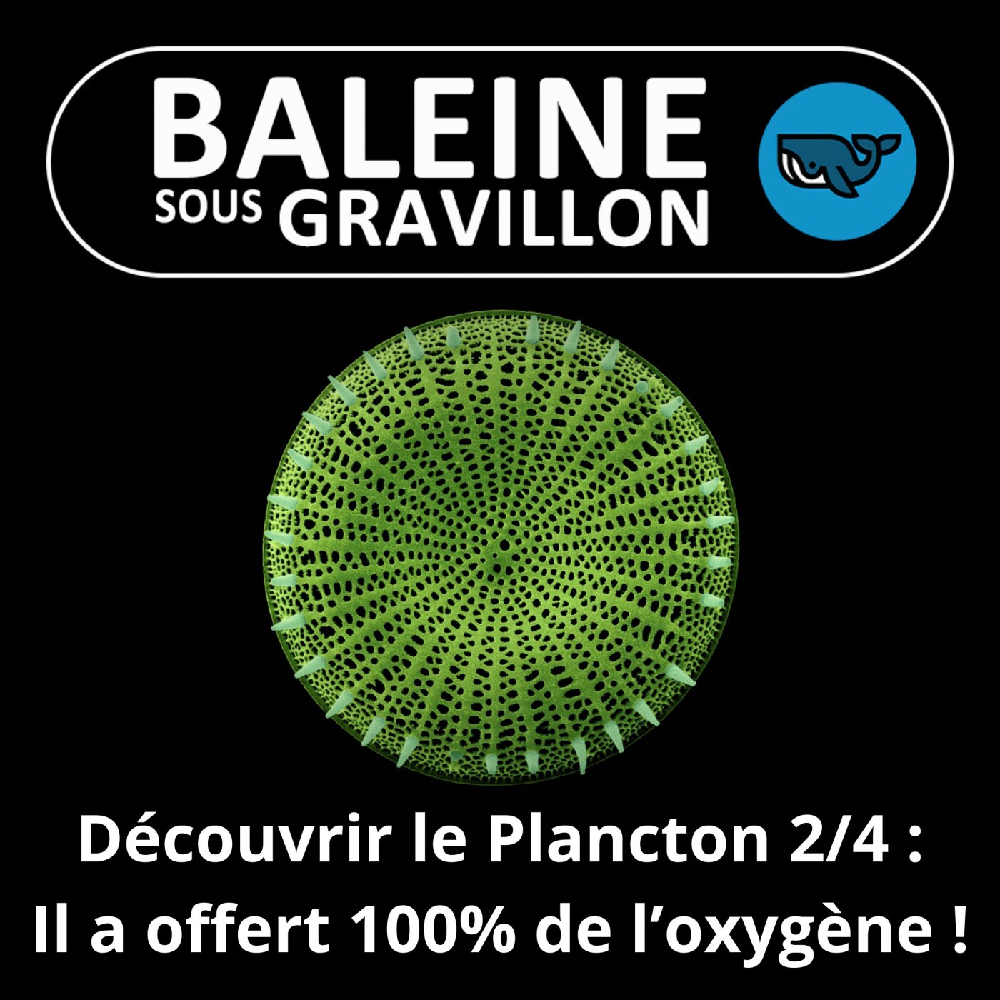 Baleine sous Gravillon